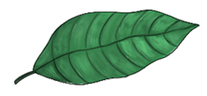 Cedrela Odorata