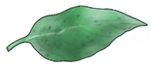 Eucalyptus Regnans