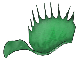 Venus Flytrap