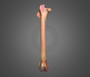 Model of a femur of a rabbit performed with photogrammetry.