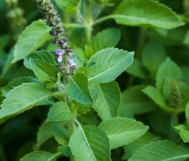 UNANI MEDICINE