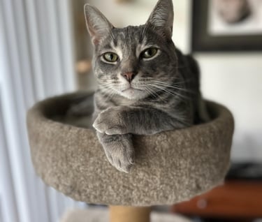 Grey tabby cat