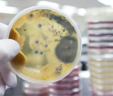 Profissional coletando amostras de água para análise de qualidade no Laboratório AMB