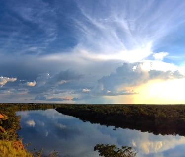 Vichada, Colombia. Terra Forest