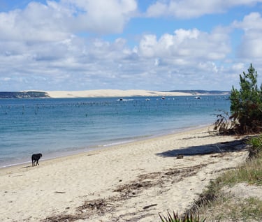 vétérinaire bassin d'arcachon