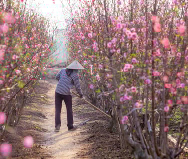 dried flower raw material
