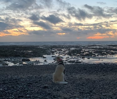 Nestor dit au revoir à la mer
