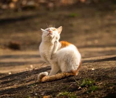 cat is itching