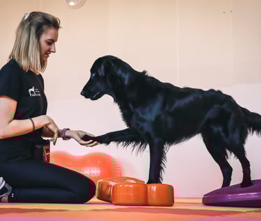 Šuo atlieka balanso pratimus ir stiprina savo raumenis