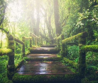 Accompagnement Individuel en Communication NonViolente AICNV