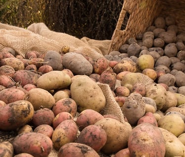 lots of potatoes