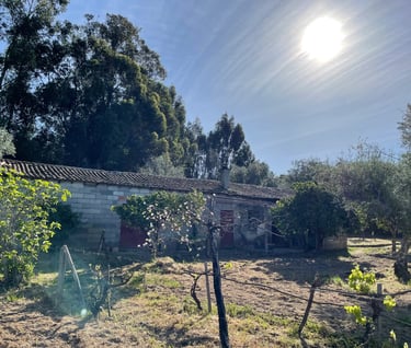 Portugese boerderij met bomen op de achtergrond met wijngaard blauwe heldere lucht met volle zon