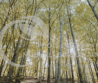 une forêt avec les rayons du soleil