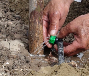 a person is holding a green sprinkler in their hands