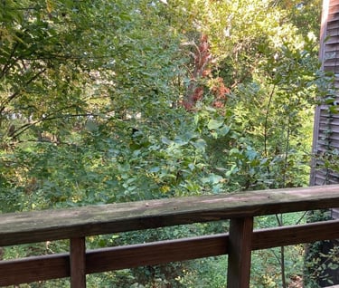 Looking out into the woods from a deck.
