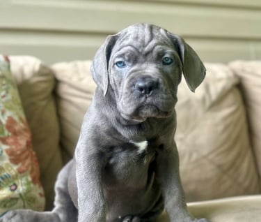 Cane Corso Puppies for Sale