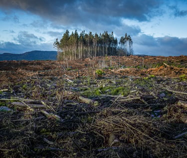 Photo of small patch of trees surround by a cut down forest