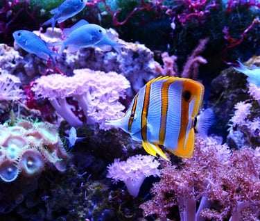 poisson coloré au milieu des coraux