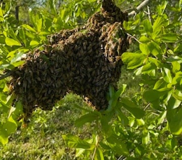swarm of bees on tree limb