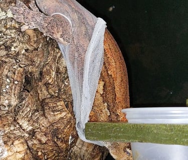 gargoyle gecko