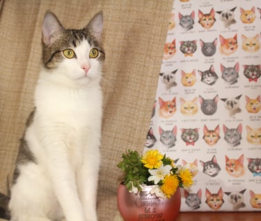 One of our domestic cats