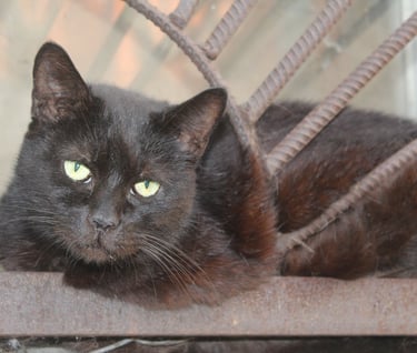 Cat at our temporary safe-house