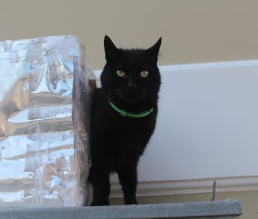 Straßenkatze in unserer Obhut