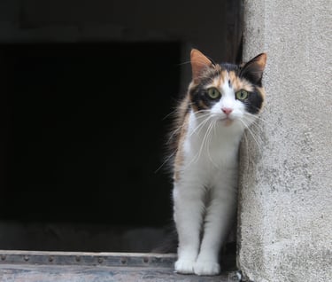 Cat at our temporary safe-house