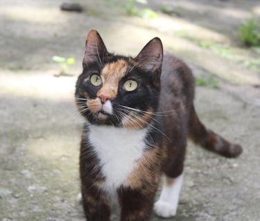 Cat at our temporary safe-house