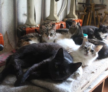 Cats at our temporary safe-house