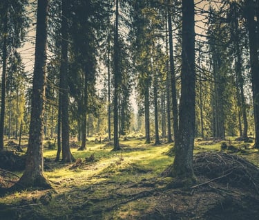 une foret remplie d'arbre et de soleil avec beaucoup de verdures