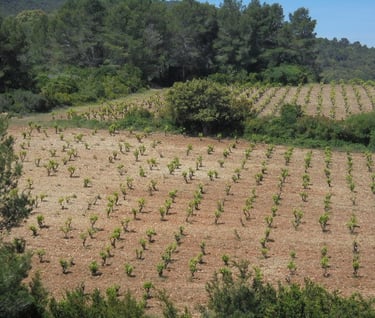 Paysage d'un début de vigne Domaine des XIII