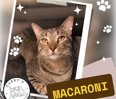 this adorable tabby cat named macaroni is available for adoption in Houston