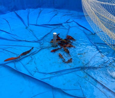 Koi Fish @ SilverOak Coonoor