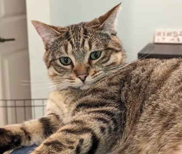 tabby cat with green eyes laying on blue counter