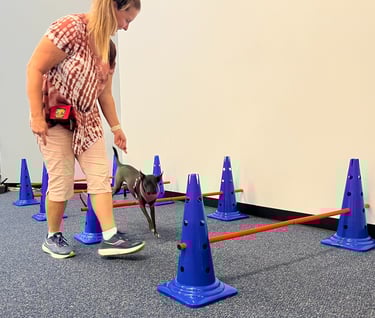 an owner directs their small dog over jumps