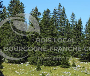 un groupe d'arbres dans un champ avec un ciel bleu en arrière-plan