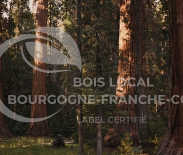 une foret avec de grands arbres