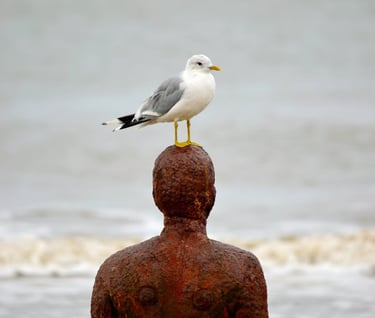 Another Place statue with a seagull on top