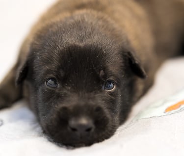 Belgian Malinois puppies for sale in Florida. Five males and three females available. July 11th 2026
