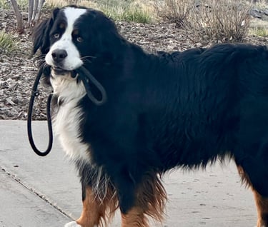 Bernese Moutain Dog carrying leash