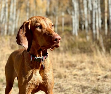 ruby dog in the utah woods
