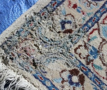 moth damage to area rug