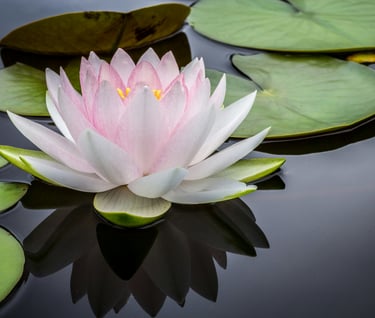 Pink lotus on calm water with lily pads representing personalized individual psychotherapy & growth