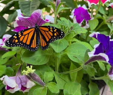 flower garden for creating