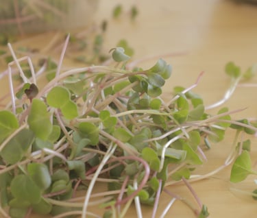 a bunch of sprouts of sprouts of sprouts