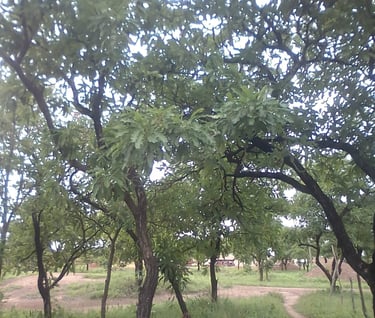 the-african-shea-butter-trees