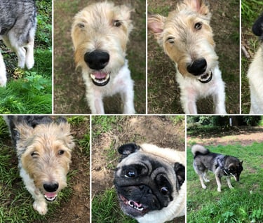 été 2023 à la pension canine de Lesmel en images