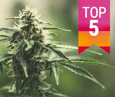 Top 5 Cannabis in Spain
