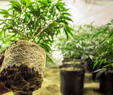 Gowing cannabis in Spain